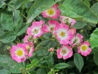 Rosa (Růže 'Mozart')
