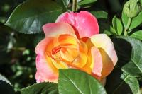 Rosa (Růže 'Orient Express' - Velkokvěté růže)