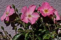 Rosa (Růže 'Fortuna' - Mnohokvěté růže)