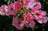 Rosa (Růže 'Fortuna' - Mnohokvěté růže)