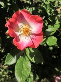 Rosa (Růže 'Bukavu' - Sadové růže)