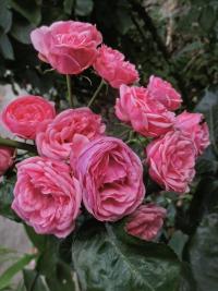 Rosa (Růže 'Pomponella' - Mnohokvěté růže)