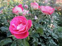 Rosa (Růže 'Rose Gaujard' - Velkokvěté růže)