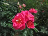 Rosa (Růže 'Heimatmelodie' - Velkokvěté růže)