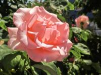 Rosa (Růže 'Flamingo' - Velkokvěté růže)