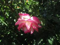 Rosa (Růže 'Jaltinskij Suvenir' - Velkokvěté růže)