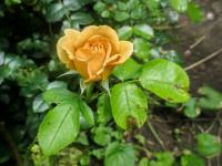 Rosa (Růže 'Honey Dijon')