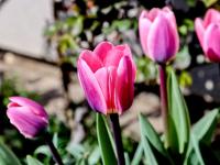 Tulipa (Tulipán 'Light and Dreamy')