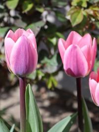 Tulipa (Tulipán 'Light and Dreamy')