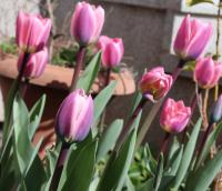 Tulipa (Tulipán 'Light and Dreamy')