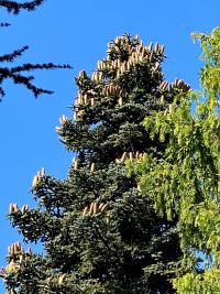 Abies pinsapo (Jedle španělská 'Glauca')