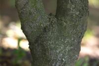 Magnolia stellata (Šácholan hvězdnatý)