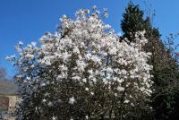 Magnolia stellata (Šácholan hvězdnatý)
