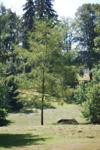 Acer saccharinum (Javor stříbrný)