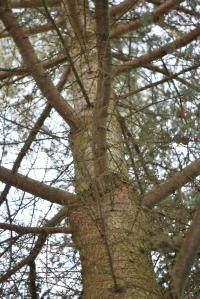 Cedrus atlantica (Cedr atlaský - kmen)