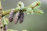 Picea omorika (Smrk omorika)