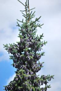 Picea omorika (Smrk omorika)