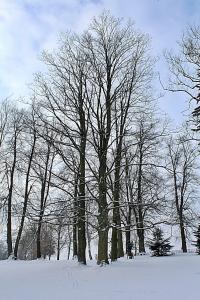 Acer pseudoplatanus (Javor klen - zimní habitus)