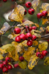 Crataegus laevigata (Hloh obecný 'Gireoudii')