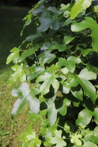 Liquidambar styraciflua (Ambroň západní 'Rotundiloba')