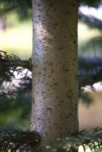 Abies nordmanniana (Jedle kavkazská)