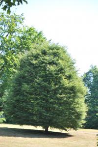 Fagus sylvatica (Buk lesní 'Aspleniifolia')