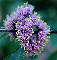 Callicarpa japonica (Krásnoplodka japonská)