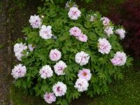 Paeonia suffruticosa (Pivoňka keřovitá)