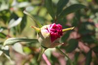 Paeonia suffruticosa (Pivoňka keřovitá)