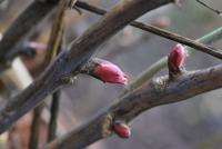 Paeonia suffruticosa (Pivoňka keřovitá)