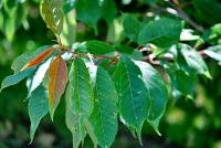 Prunus serrulata (Sakura ozdobná 'Kanzan')