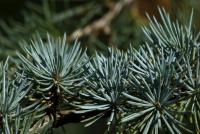 Cedrus atlantica (Cedr atlaský 'Glauca')
