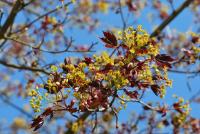 Acer platanoides (Javor mléč 'Crimson King')