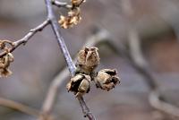 Hamamelis virginiana (Vilín viržinský - tobolky)