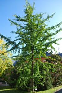 Ginkgo biloba (Jinan dvoulaločný)