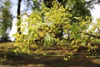 Acer platanoides (Javor mléč 'Cucullatum')