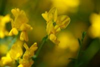 Genista lydia (Kručinka lydijská)
