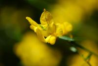 Genista lydia (Kručinka lydijská)