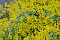 Genista lydia (Kručinka lydijská)