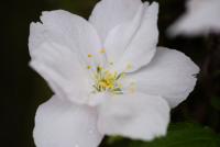 Prunus serrulata (Sakura ozdobná 'Amanogawa')