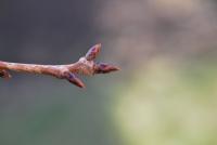 Prunus serrulata (Sakura ozdobná 'Amanogawa')