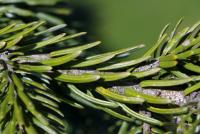 Picea omorika (Smrk omorika 'Pendula')