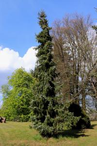 Picea omorika (Smrk omorika 'Pendula')