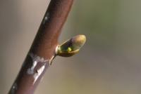 Magnolia obovata (Šácholan obvejčitý)