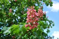 Aesculus x carnea (Jírovec červený 'Briotii')