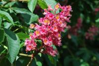 Aesculus x carnea (Jírovec červený 'Briotii')