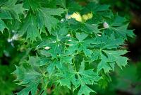Acer platanoides (Javor mléč 'Dissectum')