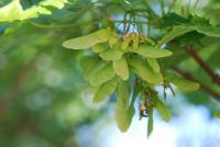 Acer platanoides (Javor mléč 'Dissectum')