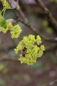 Acer platanoides (Javor mléč 'Dissectum' - květenství)