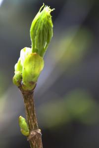 Acer platanoides (Javor mléč 'Dissectum')